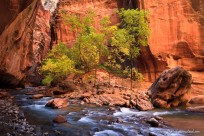 zion, narrows, autumn, color